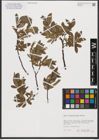 Foto von Salix waldsteiniana Willd.